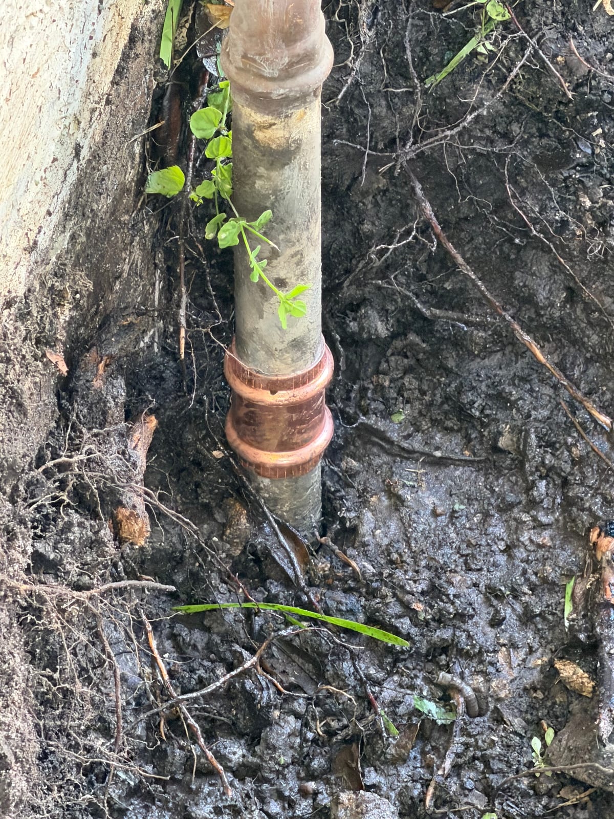 Sewer pipe coupling set in place after a targeted repair